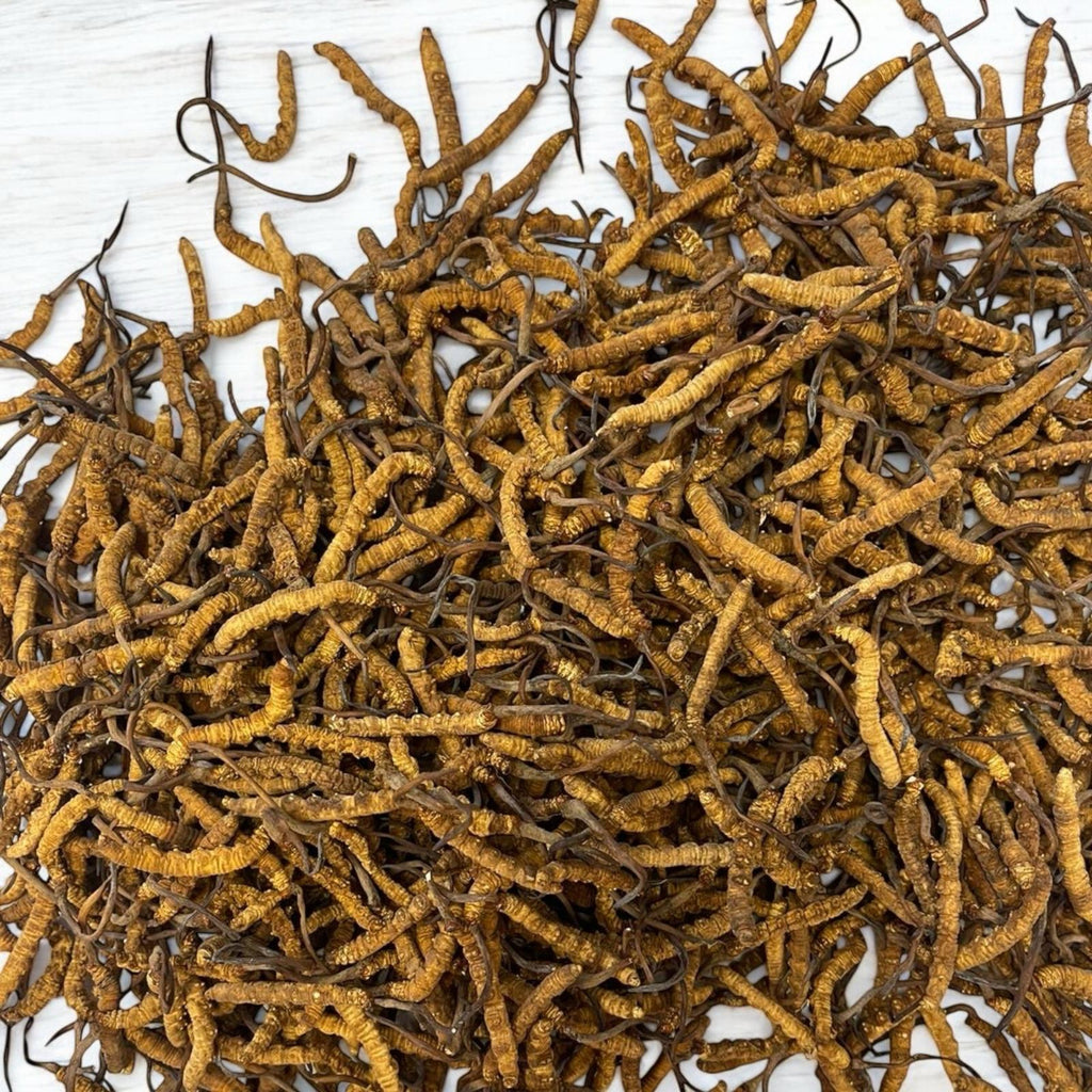 Cordyceps sinensis 150 pieces